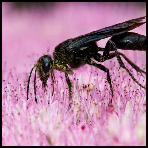 Great Black Digger Wasp