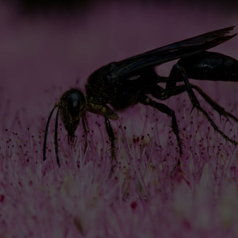 Great Black Digger Wasp