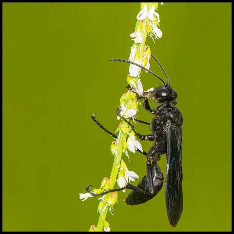 Great Black Digger Wasp