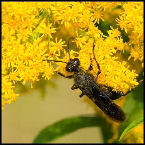 Great Black Digger Wasp