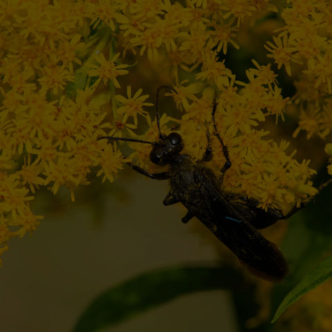Great Black Digger Wasp