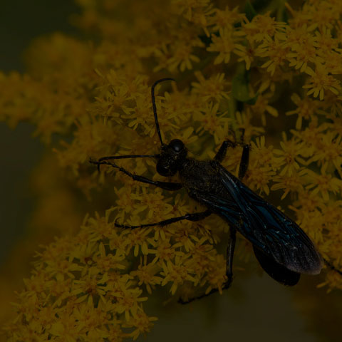 Great Black Digger Wasp