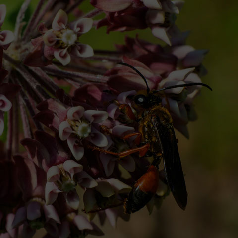 Great Golden Digger Wasp
