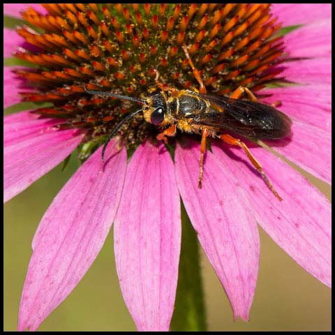Great Golden Digger Wasp