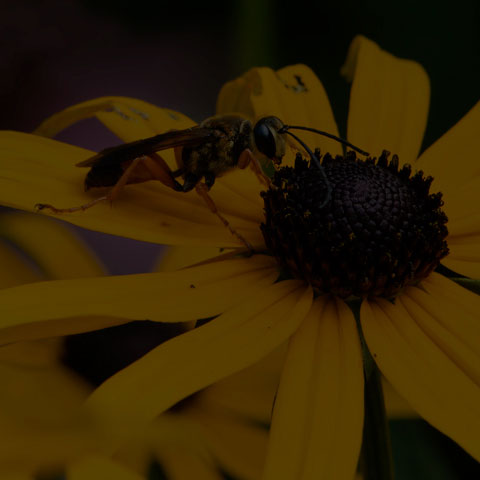 Great Golden Digger Wasp