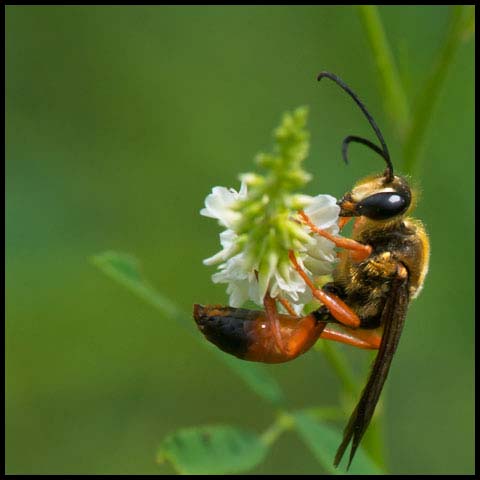 Great Golden Digger Wasp