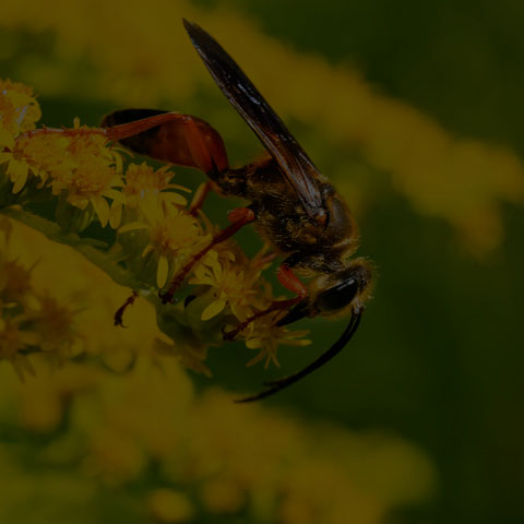 Great Golden Digger Wasp
