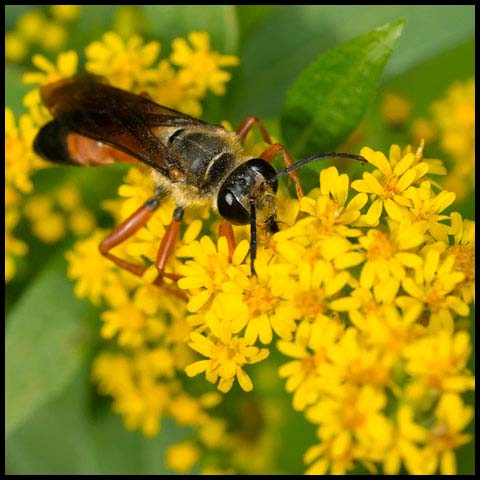 Great Golden Digger Wasp