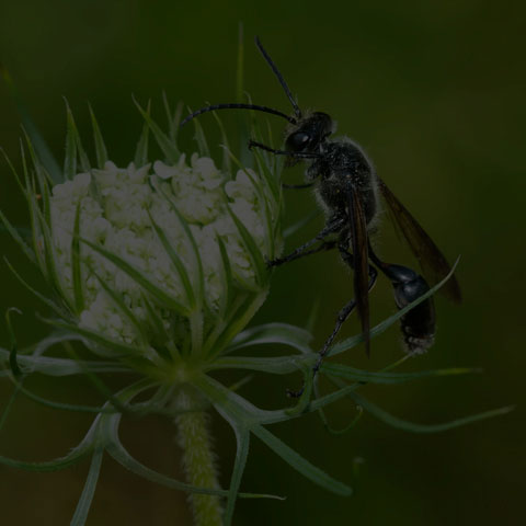Mexican Grass-carrying Wasp
