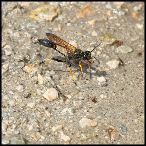 Yellow-legged Mud-dauber