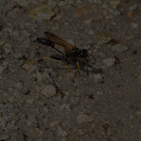 Yellow-legged Mud-dauber