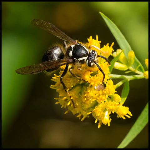 Bald-faced Hornet
