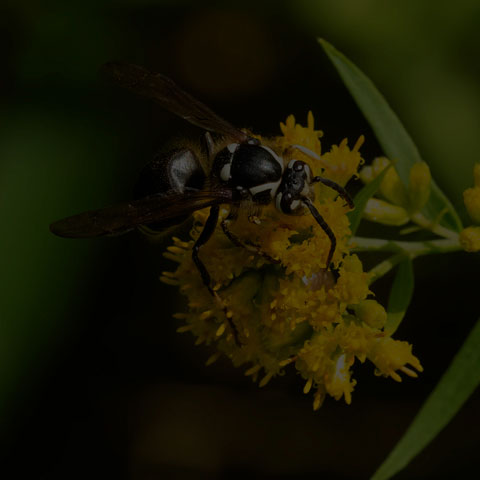 Bald-faced Hornet