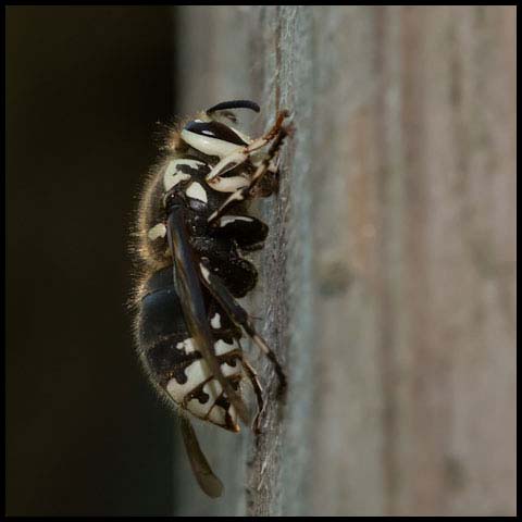Bald-faced Hornet