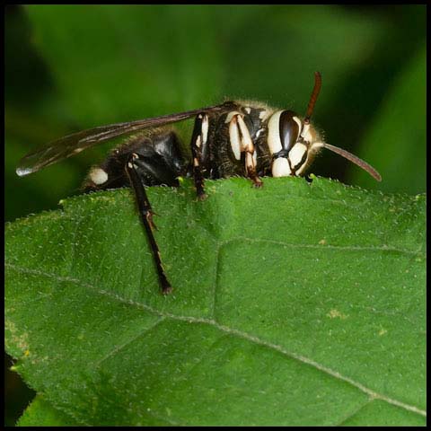 Bald-faced Hornet