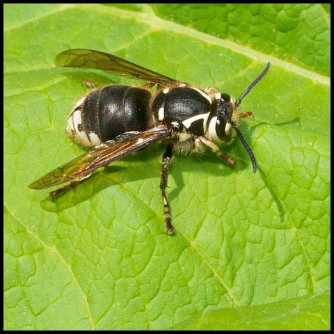 Bald-faced Hornet