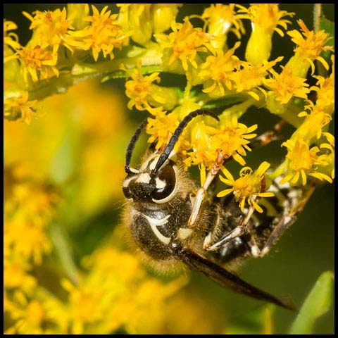 Bald-faced Hornet