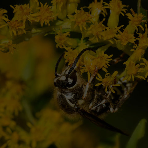 Bald-faced Hornet