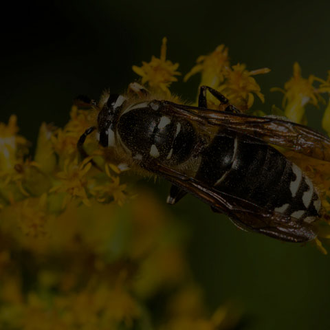 Bald-faced Hornet