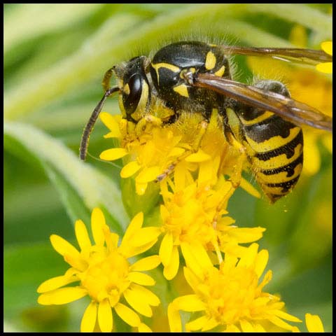 Common Aerial Yellowjacket