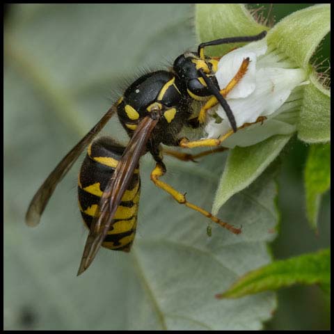 Common Aerial Yellowjacket