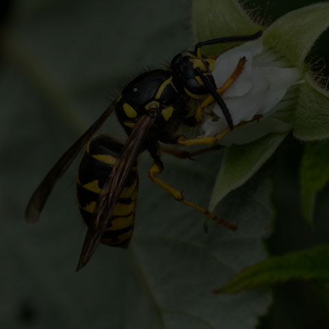 Common Aerial Yellowjacket