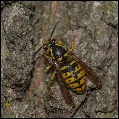Common Aerial Yellowjacket