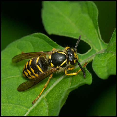 Common Aerial Yellowjacket