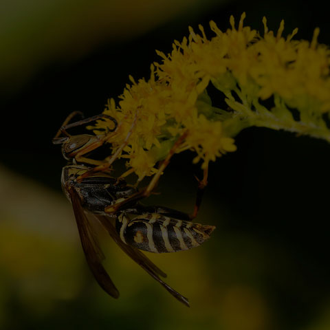 Dark Paper Wasp