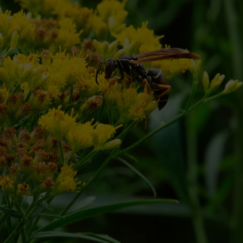 Dark Paper Wasp