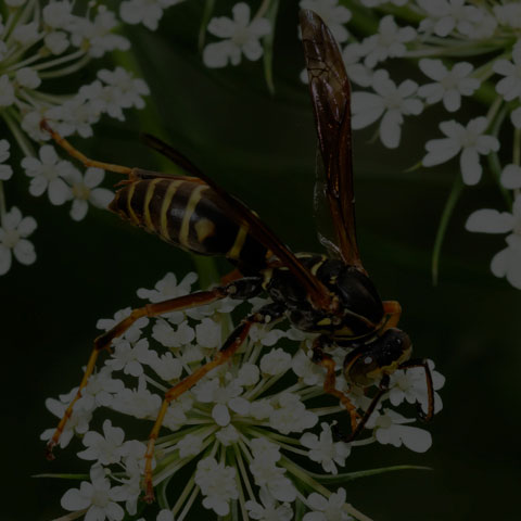 Dark Paper Wasp