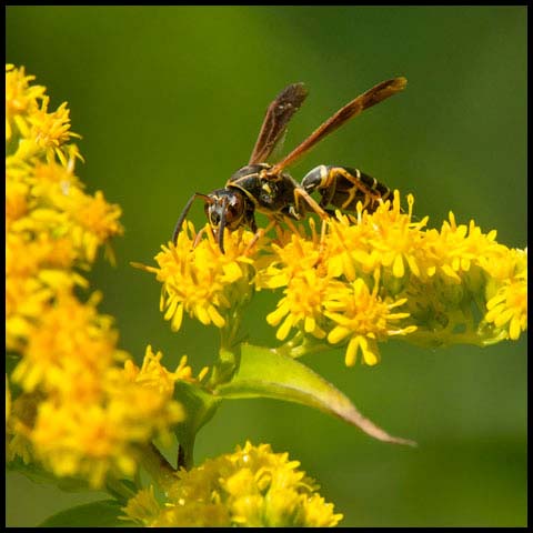 Dark Paper Wasp
