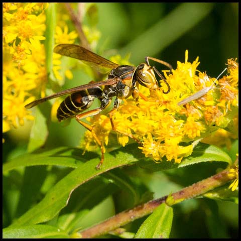 Dark Paper Wasp