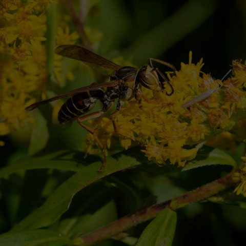 Dark Paper Wasp
