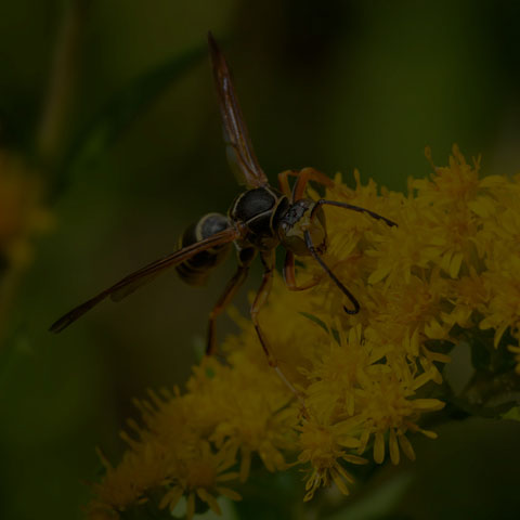 Dark Paper Wasp