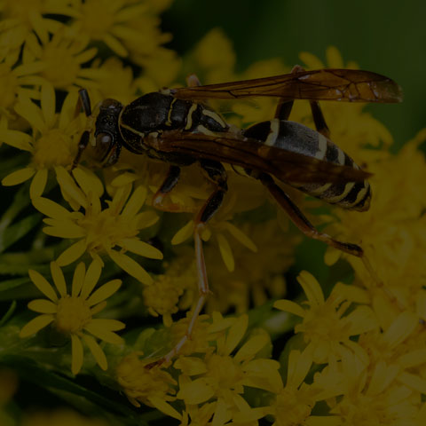 Dark Paper Wasp
