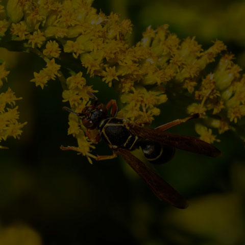 Dark Paper Wasp