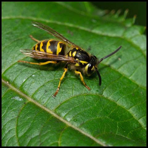 Downy Yellowjacket