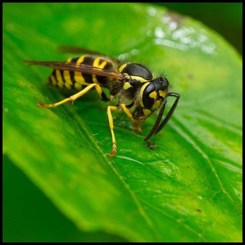 Eastern Yellowjacket