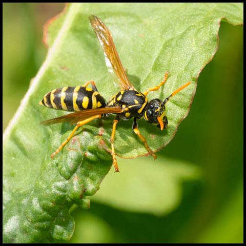 European Paper Wasp