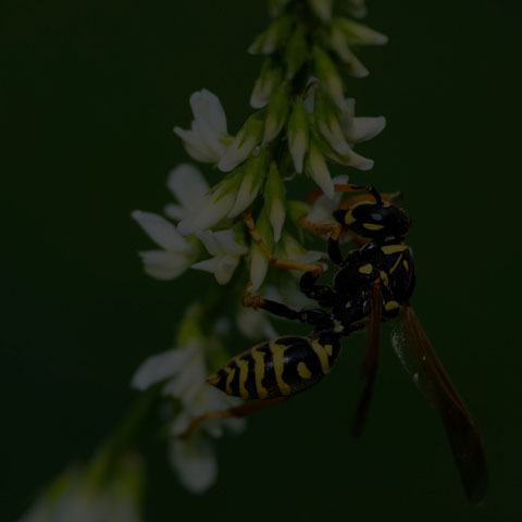 European Paper Wasp