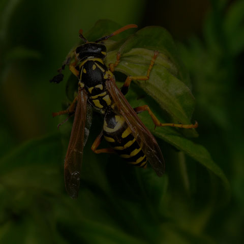 European Paper Wasp