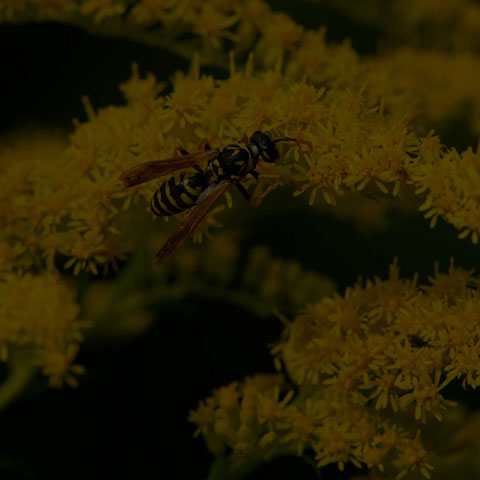 European Paper Wasp