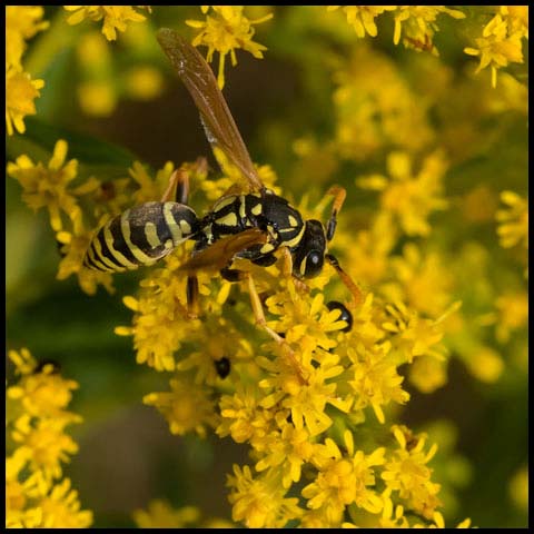 European Paper Wasp