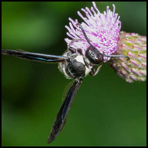 Four-toothed Mason Wasp