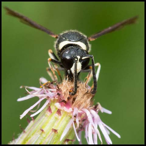 Fraternal Potter Wasp