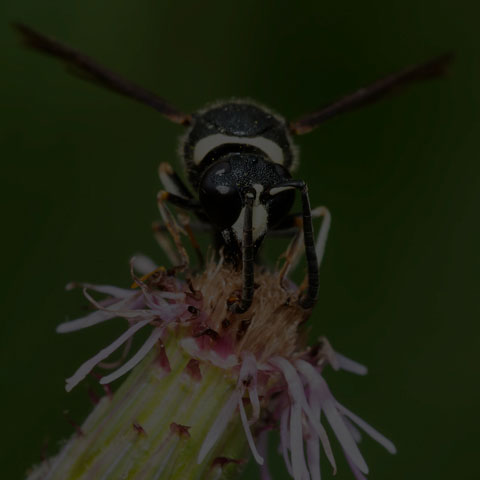 Fraternal Potter Wasp
