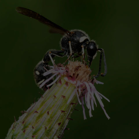 Fraternal Potter Wasp