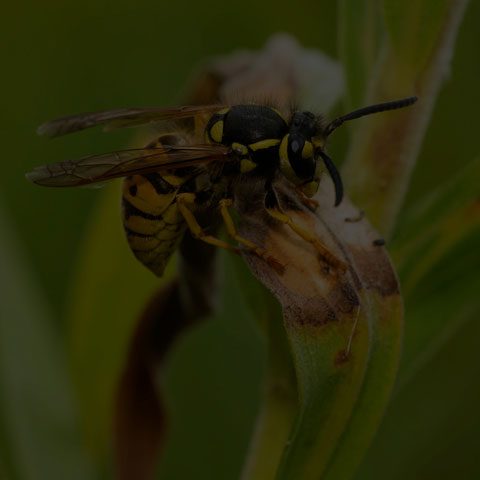 German Yellowjacket