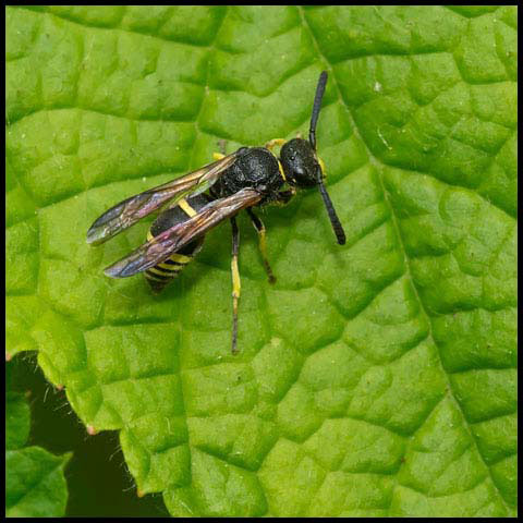 Hooked Horn Potter Wasp